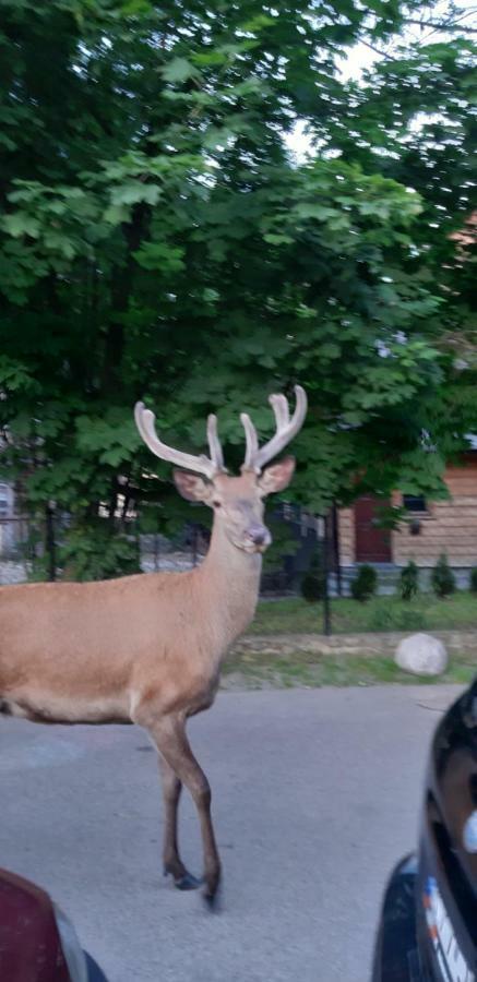 Pokoje Goscinne Na Stromej Zakopane Buitenkant foto